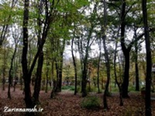 پاییز هزار رنگ در جنگل قرق/گزارش تصویری