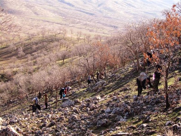 کاشت بیش از 23 هزار بذر بلوط و بنه در میاندار گیلانغرب
