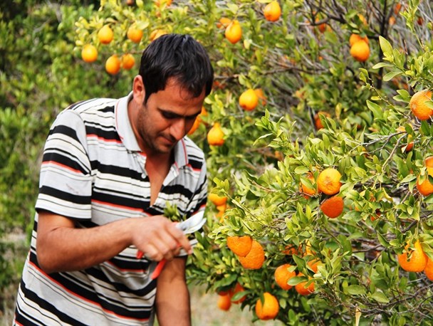 آغاز برداشت نارنگی از باغات هرمزگان+تصاویر