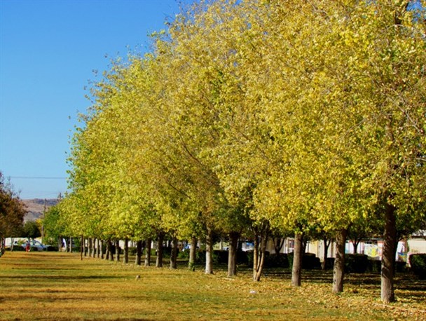 انفجار رنگ ها در پاییز طلایی گچساران
