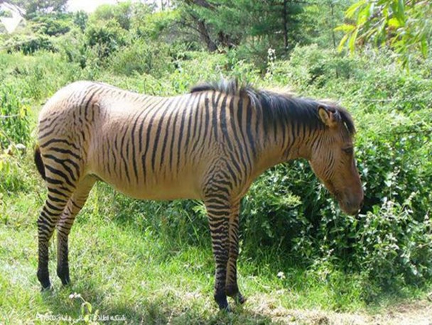 تصاویر/حیوانات عجیب و غریبه دورگه