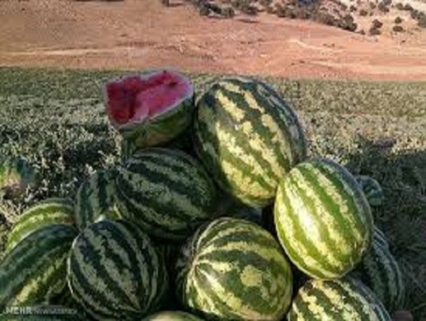 آغاز برداشت هندوانه خارج از فصل در ۵۵ هکتار از زمین های کشاورزی رودان