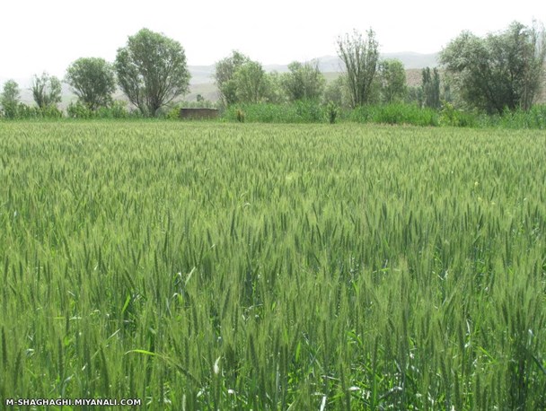 هفت هزار هکتار از اراضی چگنی زیر کشت گندم می رود