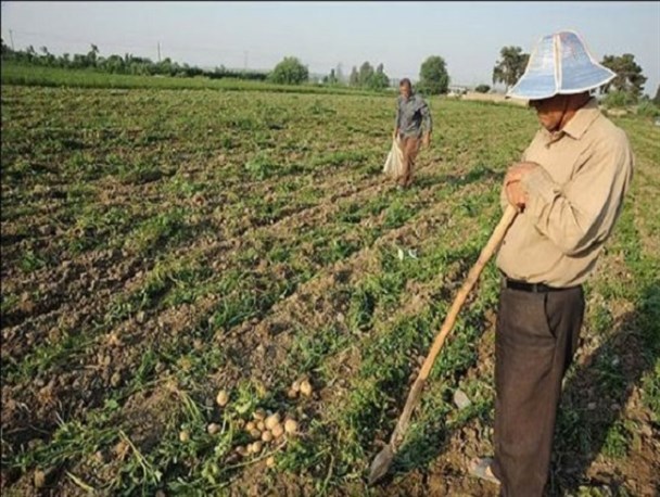 ۲ سال انتظار کشاورزان کمیجانی برای دریافت خسارت/حکایتی تلخ از وعده‌های بی‌ثمر