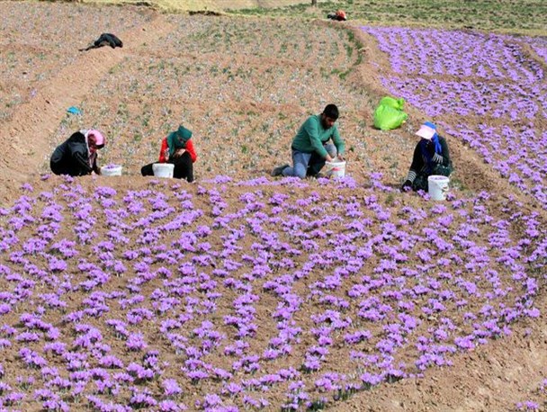 کشت طلای سرخ در ۵ شهرسیستان وبلوچستان /اشتغالزایی 36 نفره دستاورد تولید زعفران در یکسال