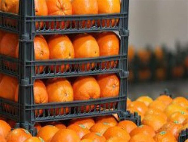 آغاز خرید تضمینی پرتقال در مازندران/30 هزار تن مرکبات از باغداران خریداری می‌شود