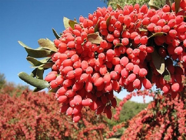 زرشک‌کاران خراسان جنوبی در انتظار تحقق وعده‌های مسئولان/ خروج یاقوت‌ سرخ از استان بدون ارزش افزوده