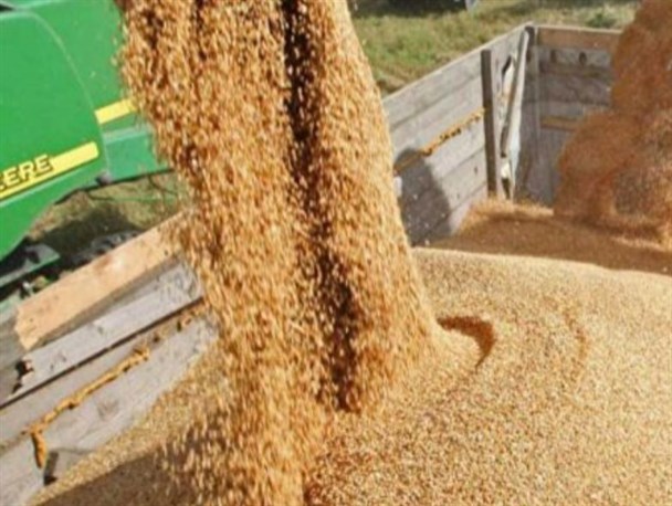 ۹۰ هزار تن گندم خریداری شده تا پایان سال وارد استان مرکزی می‌شود