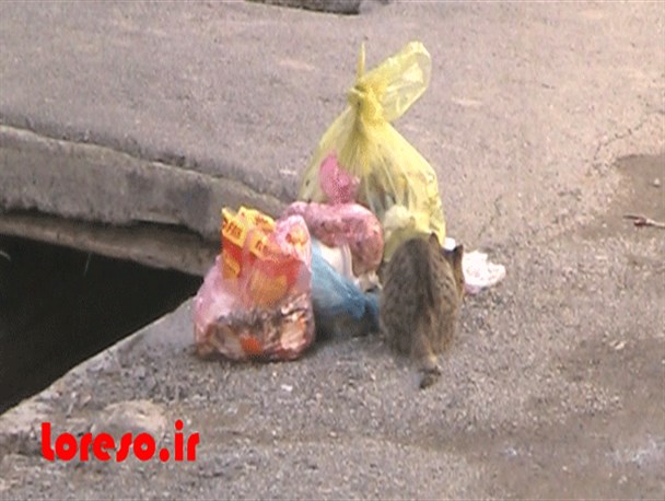 زباله هایی که سلامت شهروندان را تهدید می کند+تصاویر