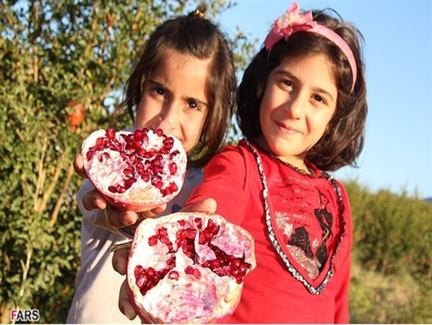 دلالان چوب حراج بر انار می زنند/ مهم ترین مشکل باغداران انار کوهدشت آفت کرم گلوگاه است