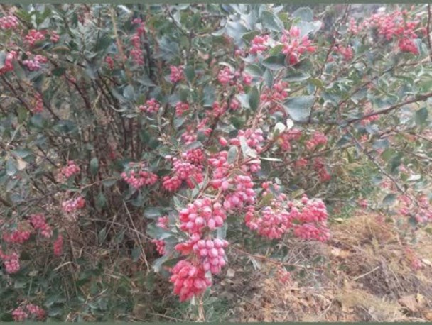 روایتی از تولید که پیشرفت را به دنبال دارد/ وقتی چرخ اقتصاد با دانه‌های زرشک می‌چرخد