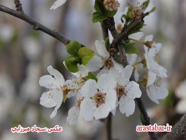 شکوفه‌های بهاری در اصلاندوز / تصاویر