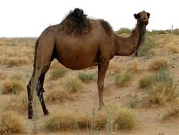برای اولین بار در استان خراسان شمالی  طرح اصلاح نژاد شتر اجرایی شد