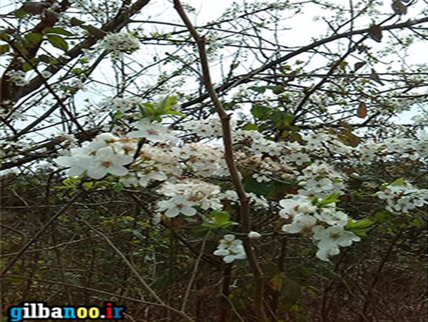 شکوفه های بهاری درکندسرکلاچای
