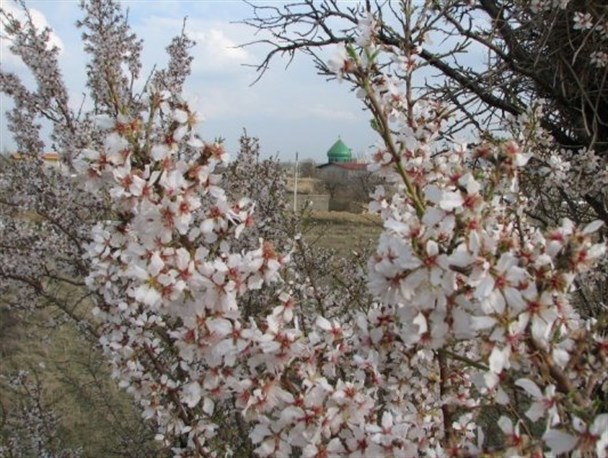 جلوه بهار در زمستان +تصاویر