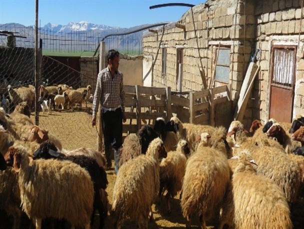 با دستان خالی شروع کردم؛ درحال حاضر 70گوسفند پرواری دارم+تصاویر