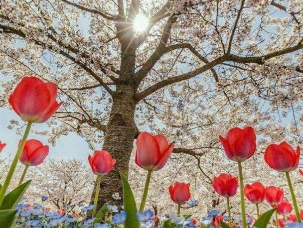 یادی از شقایق‌های در خون خفته در آستانه بهار/مادر شهید درودیان: هنوز لبخند «حسین» را به یاد دارم
