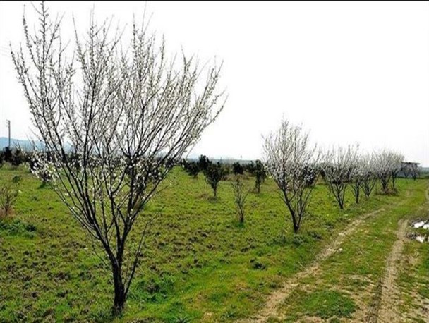 سالیانه 900 هزار اصله نهال شناسه‌دار در قزوین تولید می‌شود