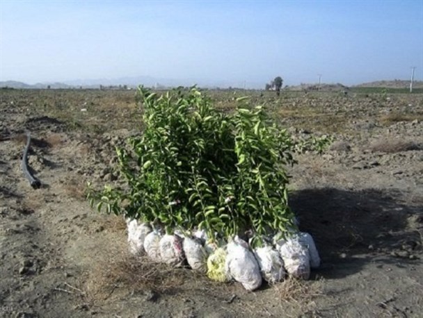 ۲ هکتار از اراضی ملی کمیجان جنگل‌کاری شد+تصاویر