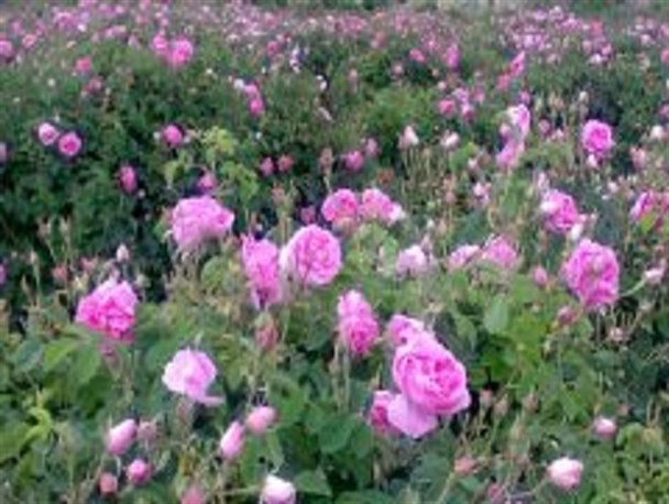 اجرای طرح کاشت هزار گل محمدی در نطنز/ بسیج سازندگی الگوی کشت مقاوم به کم آبی را ترویج می کند