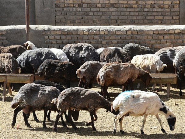 حال ناخوش دامداران شیروانی