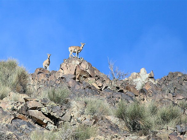 گونه‌های مختلف جانوری رشد خوبی در منطقه پلنگ دره قم دارند