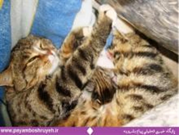 وقتی خانم گربه برای زایمان جا خوش می کند+تصاویر