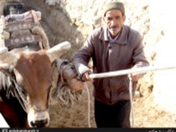 گاوچاه احیای سنت قدیم آبیاری در ورزنه+ تصاویر