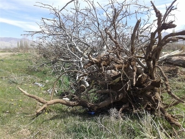 اقدام مدبرانه اداره راه و ترابری/صافکاری یک باغ به جای تعریض جاده!