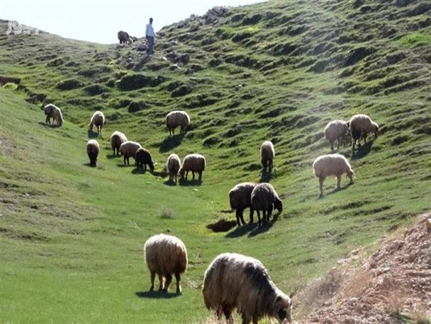 تیر خلاص دامداران بر پیکره گیاهان مرتعی