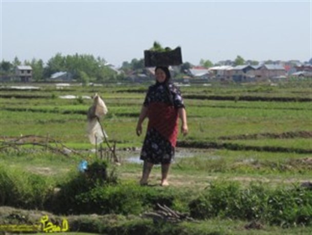 اغلب زنان شالیکار گیلانی دستمزد ندارند+عکس