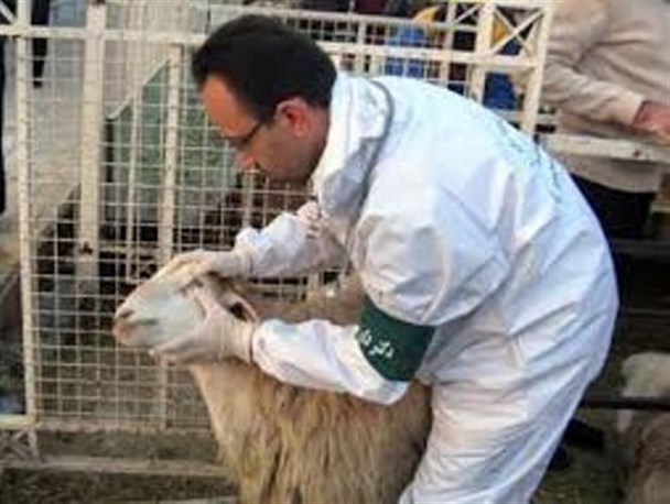 بیماری تب برفکی دام ها در چند روستای پاوه مشاهده شده است/ واکسینه شدن دام های شهرستان