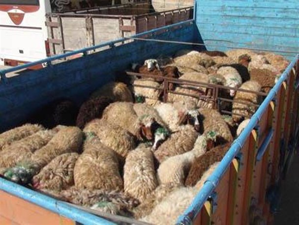 از حمل هرگونه دام بدون مجوز دامپزشکی جلوگیری می شود