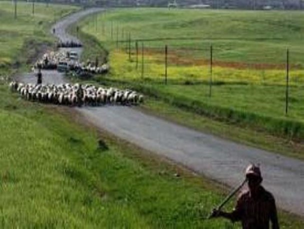 بارش باران کشاورزان را خوشحال کرد/ احتمال آب گرفتگی معابر و سیلاب