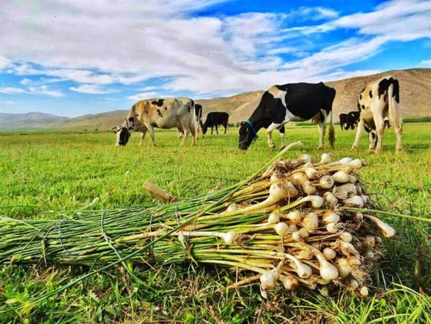 عکس های ناب ثبت شده شهروند خبرنگاران چهارفصل+ تصاویر