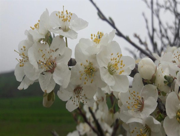 طبیعت زیبای روستای رمضانلو از توابع بخش موران گرمی+تصاویر