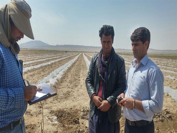 افزایش ۶۰ هکتاری سطح زیر کشت گل محمدی در رشتخوار