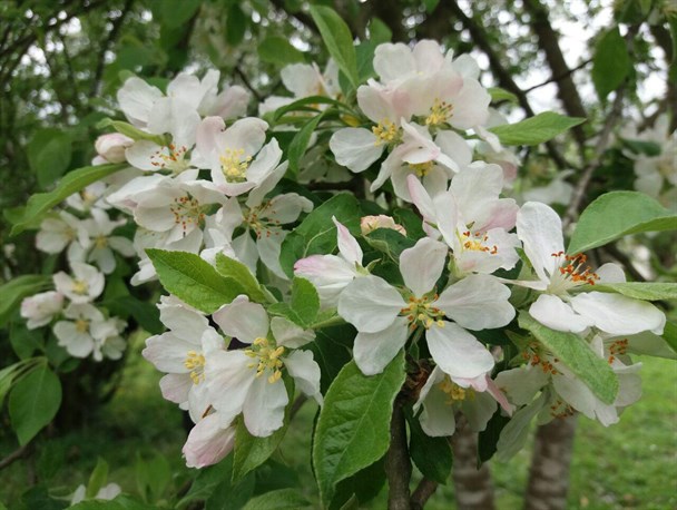 سفر به لاهیجان، عروس گیلان