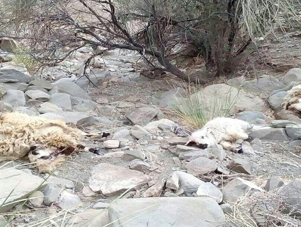 جولان خونین حیوانات وحشی در شرق هرمزگان