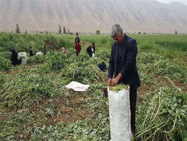 فصل برداشت باقلا در شهرستان سرپلذهاب+ تصاویر