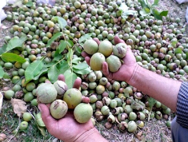 توزیع ۸ هزار نهال گردوی اصلاح شده رایگان بین باغداران تویسرکانی