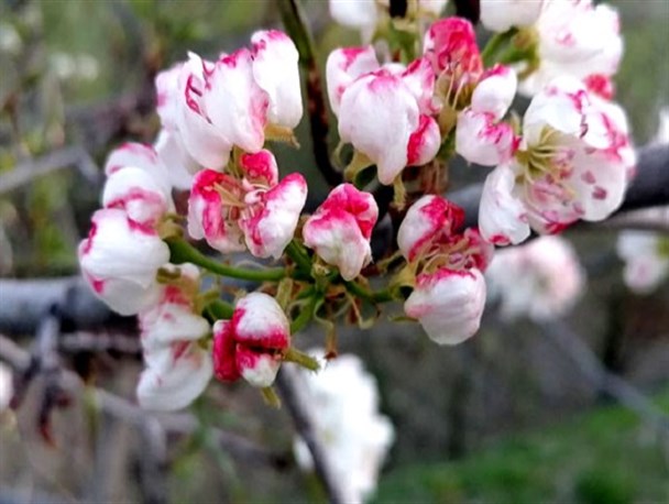 شکوفه های بهاری زینت بخش طبیعت خراسان شمالی