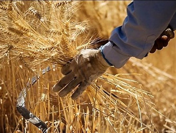 قیمت خرید تضمینی گندم و کلزا در کهگیلویه‌وبویراحمد اعلام شد
