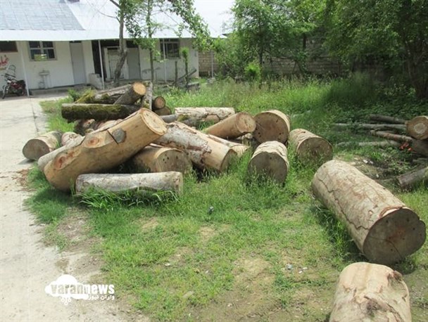 کشف و ضبط ۱۵ تن چوب قاچاق در صومعه‌سرا+تصاویر