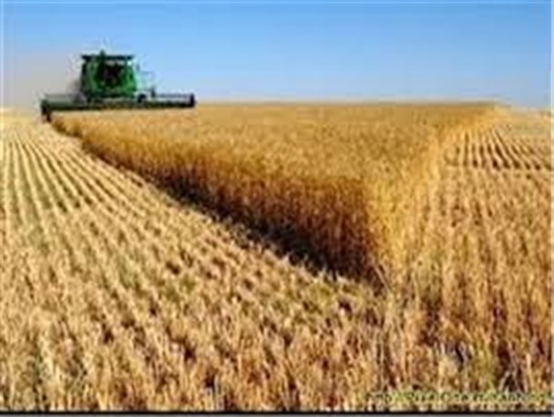 افزایش ۲۰ درصدی تولید گندم در ارزوئیه نتیجه کاهش کاشت هنداونه
