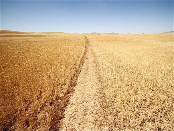 ترکه خشکسالی بر جان زمین ها/ وقتی آب، دهان بسته ی کوهدشت را باز نمی کند