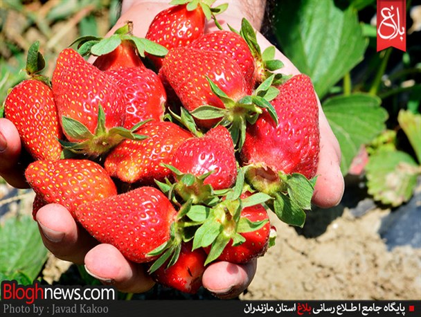 بازار داغ توت فرنگی در مازندران/تصاویر