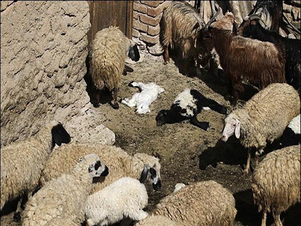 مهار به موقع «تب برفکی» در تفت/ واکسیناسیون بیش از 4هزار و 500 راس دام