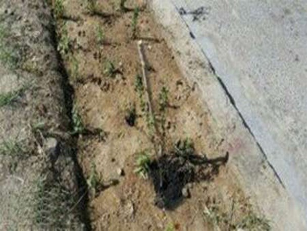 همراهی رسانه های وابسته  به  اصلاحات با خرابکاران فضای سبز  در شهرداری زابل
