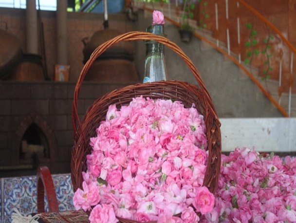 آغاز برداشت گل محمدی و گلاب گیری در میمند فیروزآباد + تصاویر